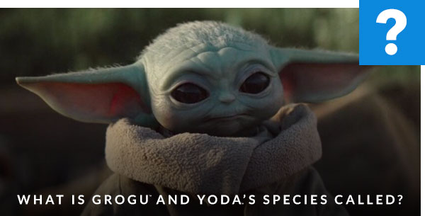 What is Grogu and Yodas Species Called?